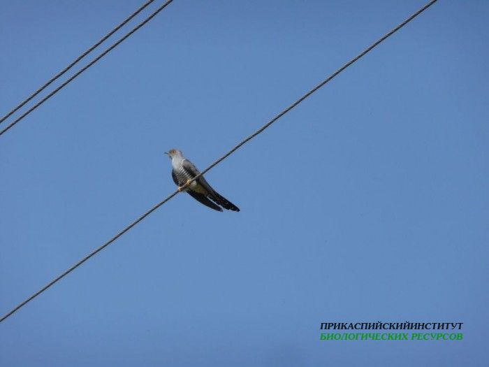 21.кукушка26.06.09турали