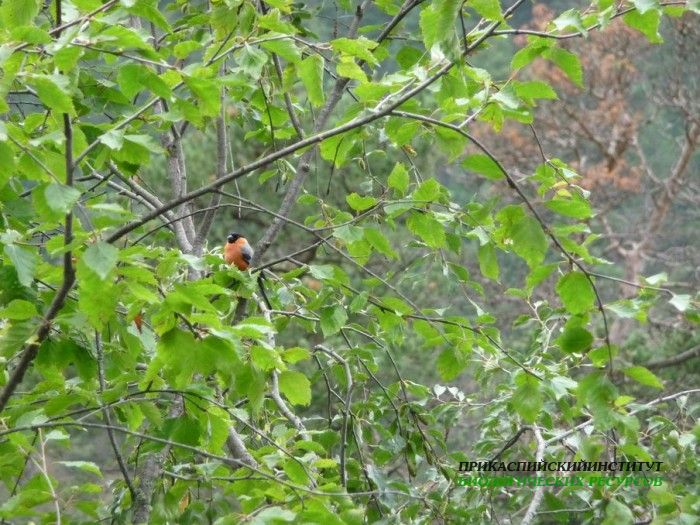 9.снегирь.карануб.24.08.2011