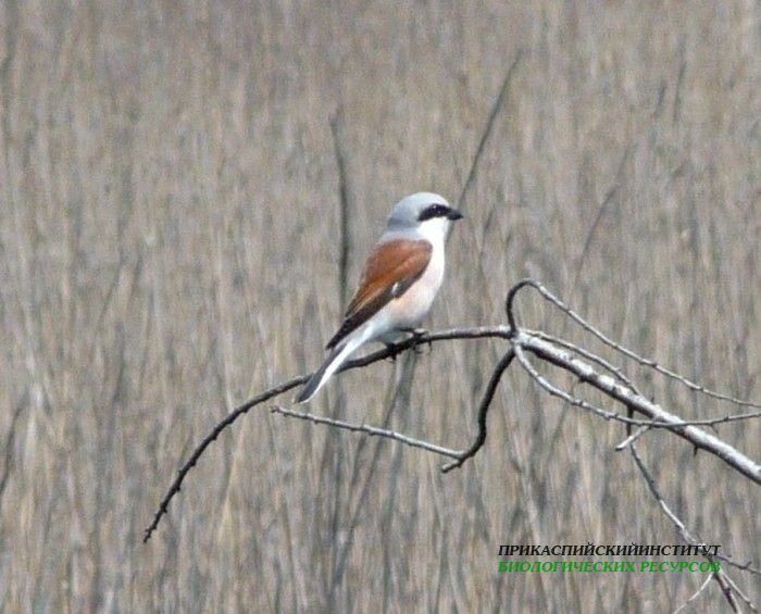 6.жулан.турали.8.05.10