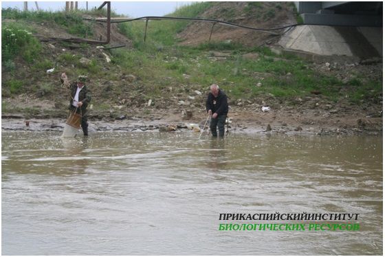 Гидробиологические съемки