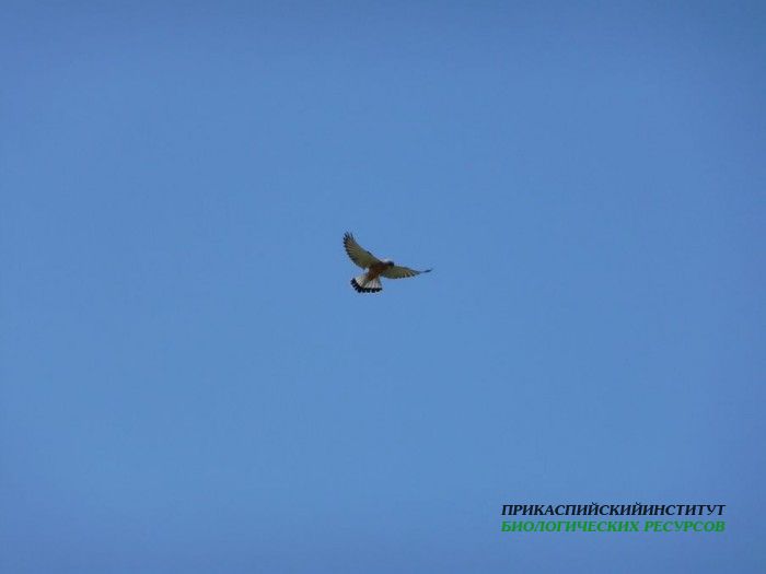 1.сепн.пустельга.турали.8.05.10