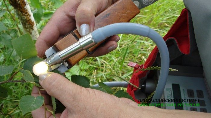 Флуориметр WALZ в работе