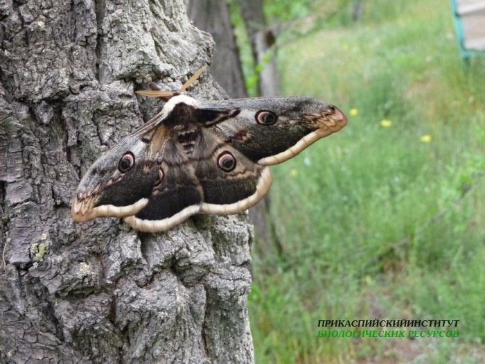 13.павлиноглазка.турали.20.05.11