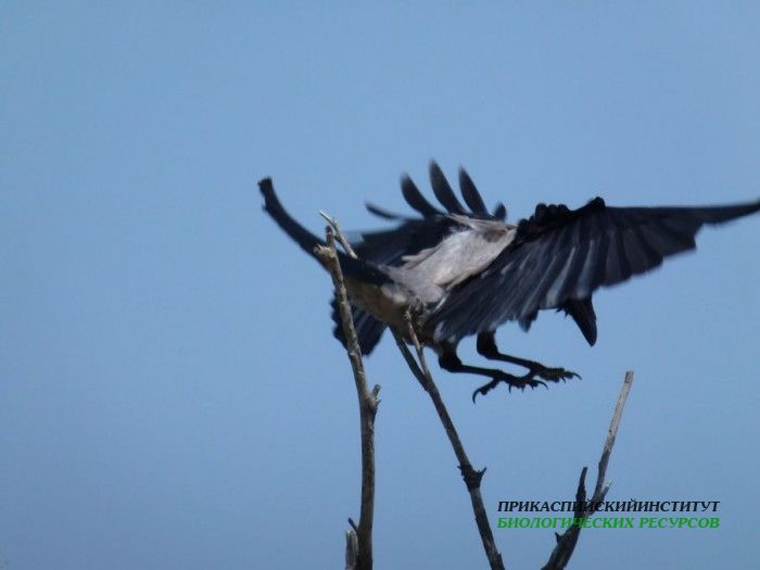2.сер.вор.турали.4.05.12