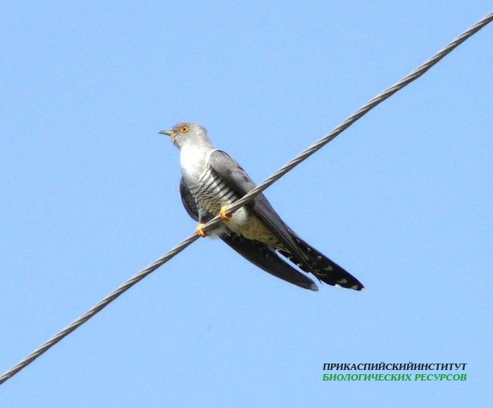 21.кукушка26.06.09турали