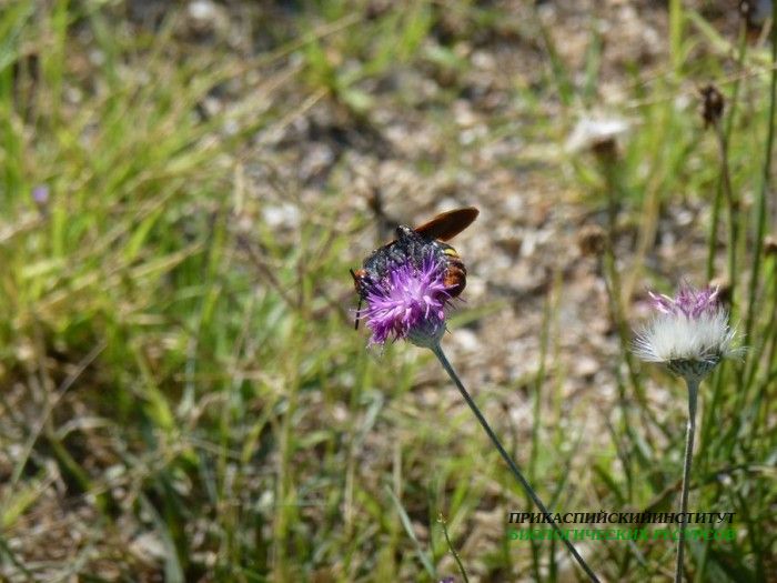 9.сколия.турали.22.06.12