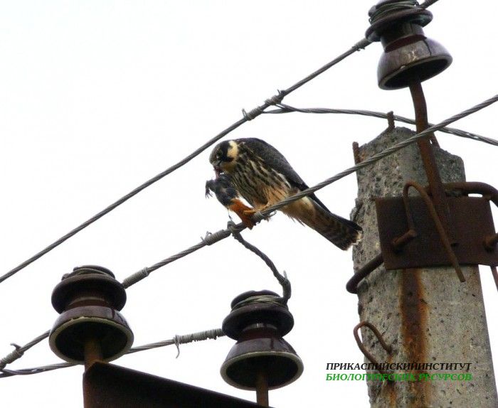 39.чеглоксдобыч.тур.02.10.09