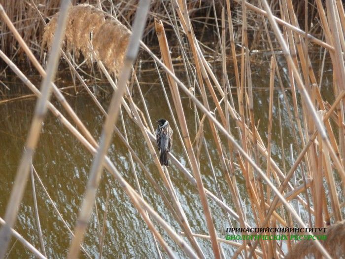 4.тростн.овс.турали11.03.11