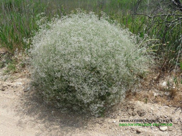 2.жкустарникцветущ.турали.11.06.2011