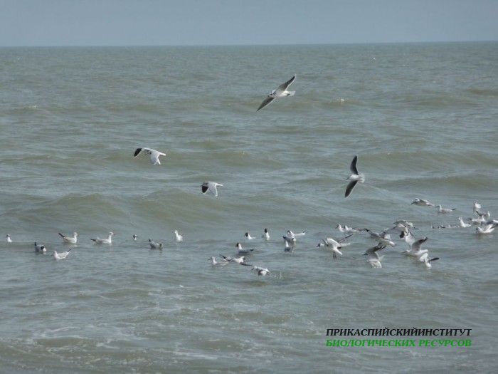 10.чайки.турали.11.03.11