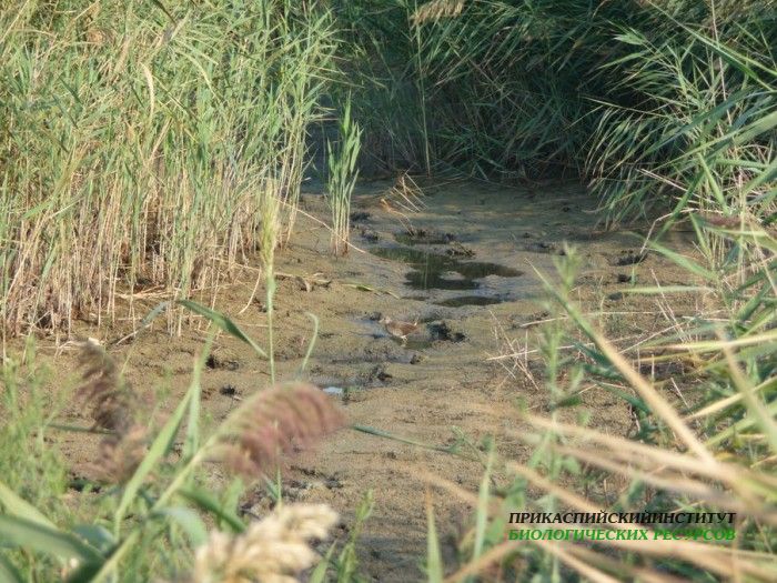 19.погоныш.турали.9.9.2011