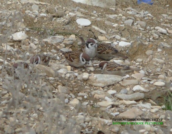 2полвор.обр