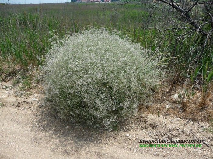 1.кустарникцветущ.турали.11.06.2011