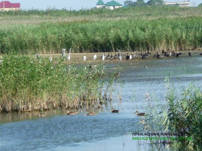 16.скопл.м.б.цболбак.турали31.7.09