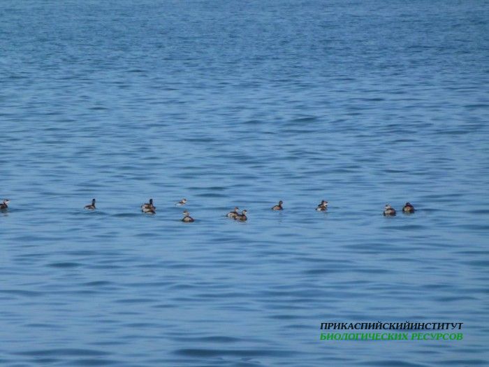 12.мал.поган.турали.19.11.11