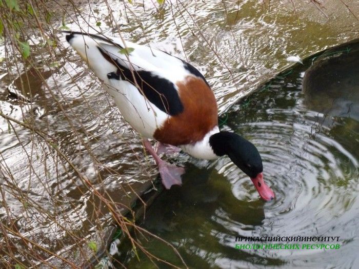 6.пеганка.10-15.10.11