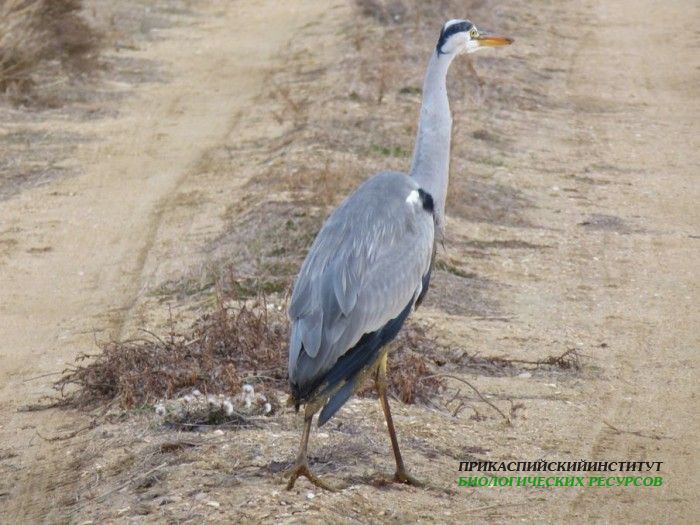 38.цаплясер.турали.9.12.11