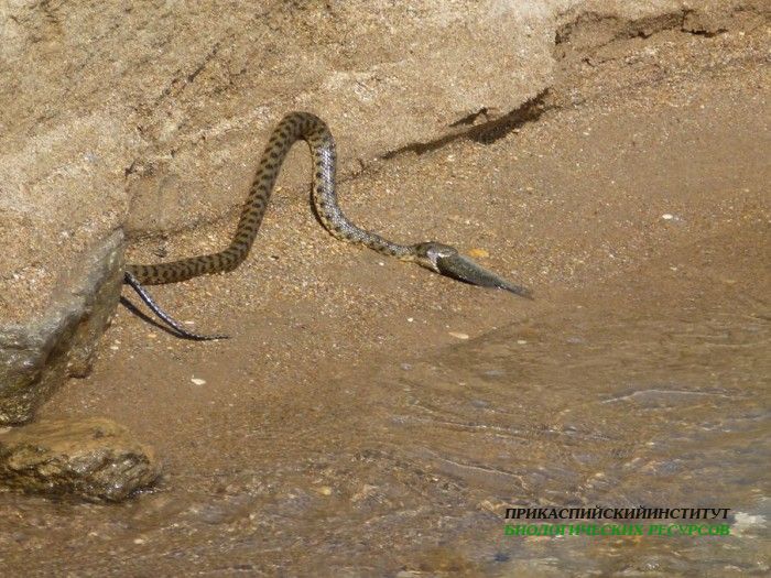 18.ужестсазана.турали.05.10.11