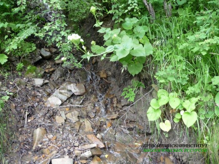 2.ручей.21.7.09тлярош