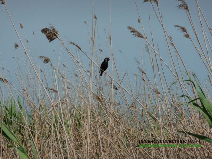 2.скворецнатростн.турали.04.06.10