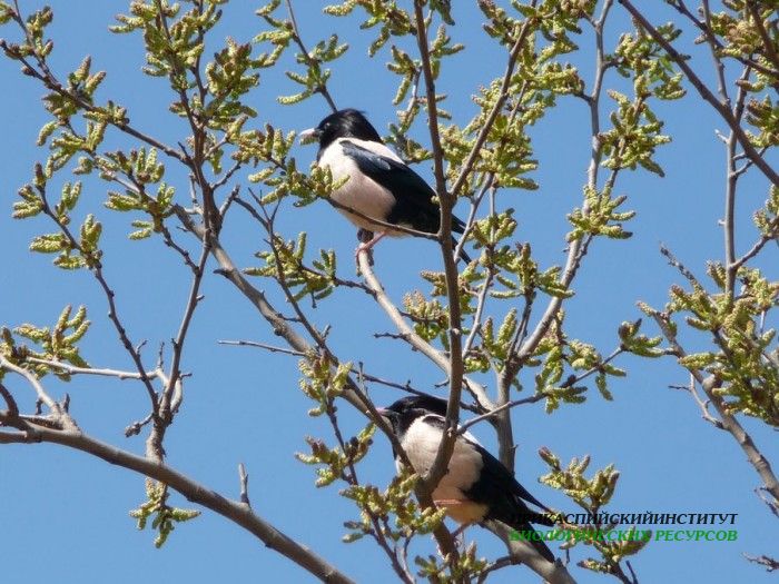 5.роз.сквор.турали.8.05.10