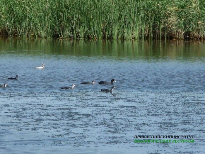 13.лысухи.турали.26.07.10