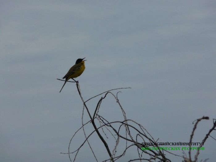 5.черн.тряспоетсилуэт