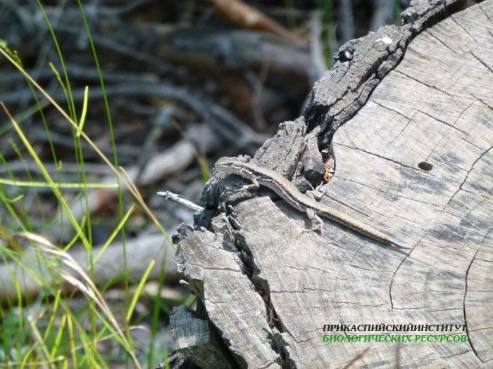 12.ящерица.тлярата.17-20.07.12