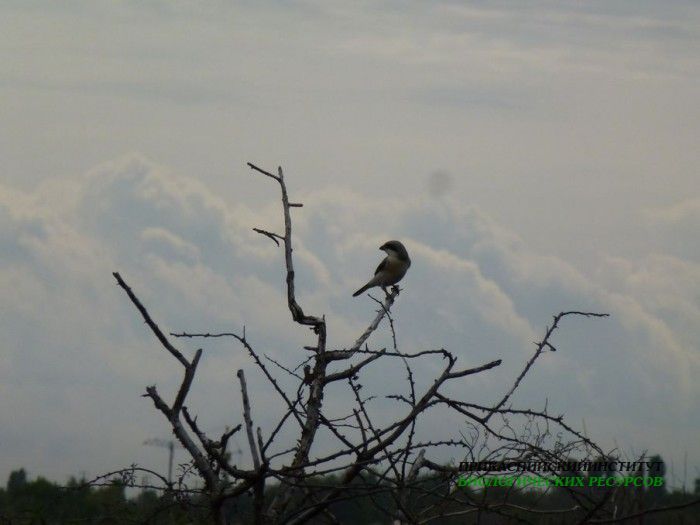 1.сорокопутчернолоб.турали.30.08.12
