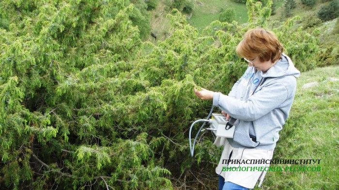 Измерение флуоресценции (Гуниб, ГБС)