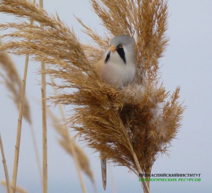 53.усики.турали.7.01.12