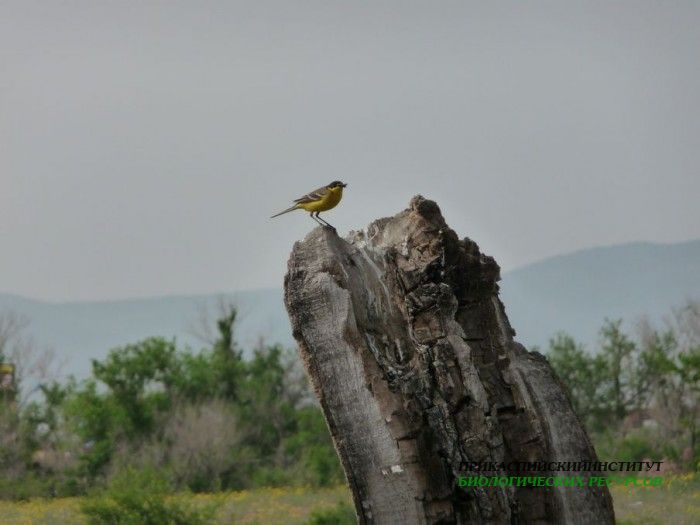 3.черногол.трясскормом