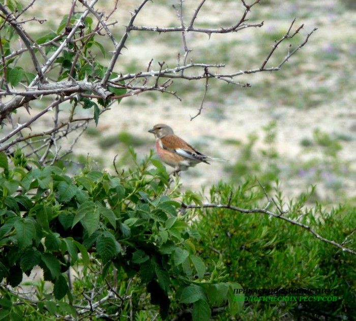 9.коноплян.черкейиокрестн.14.05.10