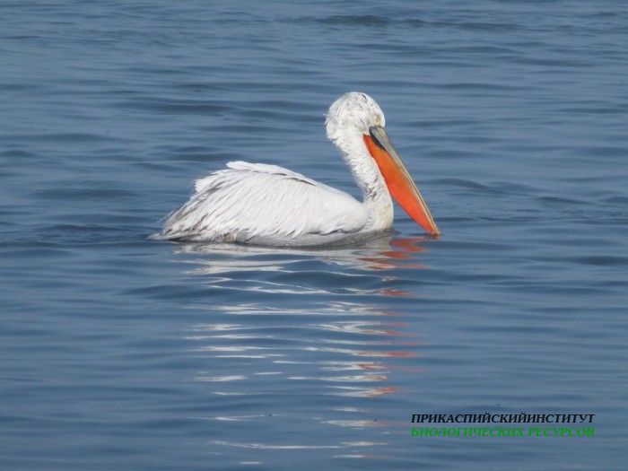 106.кудрявыйпиликан.красногол.ныр.судоремзав.21.02.12