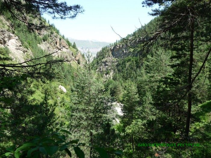 2.панорама.тлохск.ущелье.06.07.2011