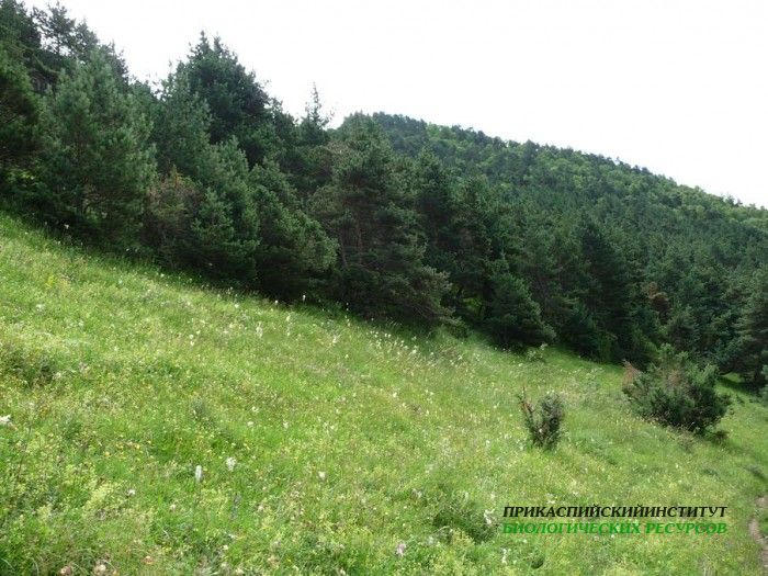 17.панорама.21.7.09тлярош