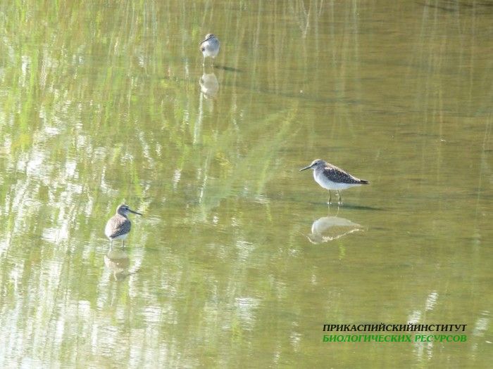 65.фифи.турали.3.08.12