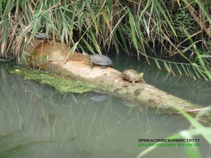 3.черепахи.турали09.07.2011