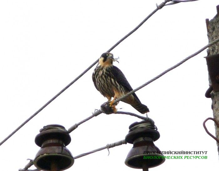 29.чеглоксдобыч.тур.02.10.09