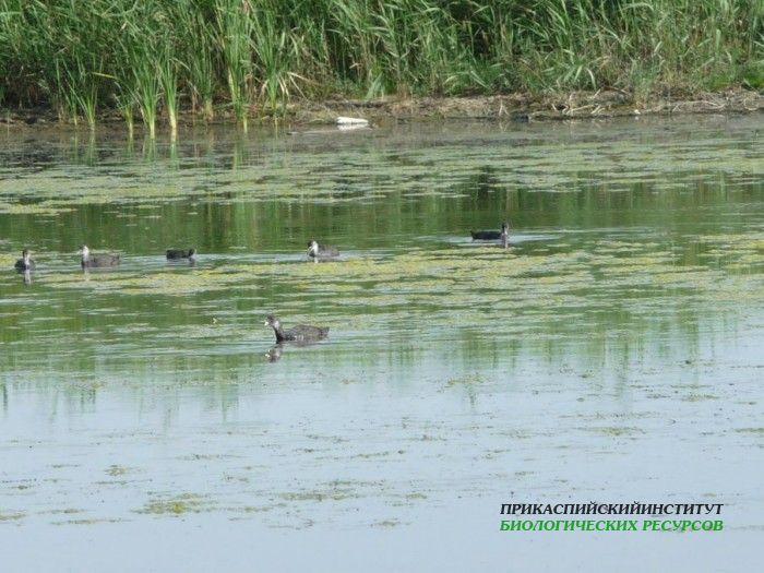 15.лысухиукафе17.07.09