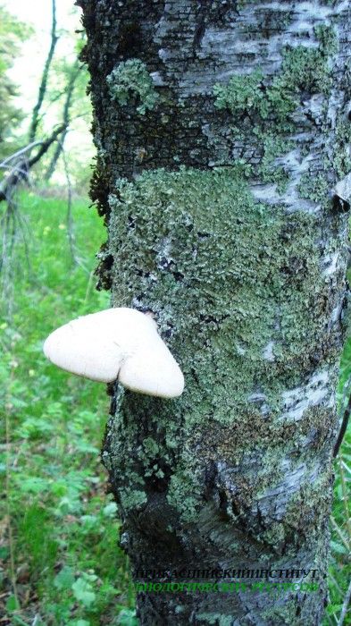 Местная флора