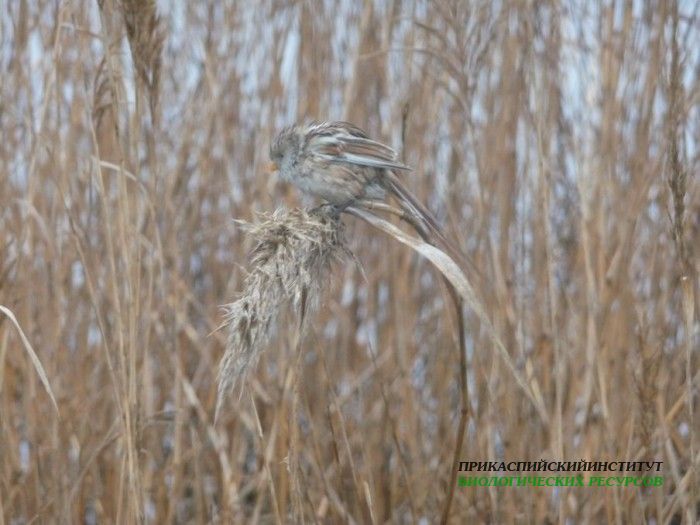9.усат.син.самка.турали.15.01.10