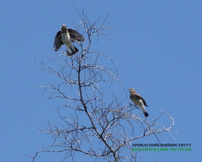 5.2.2.каменка.гоцатль28.07.10