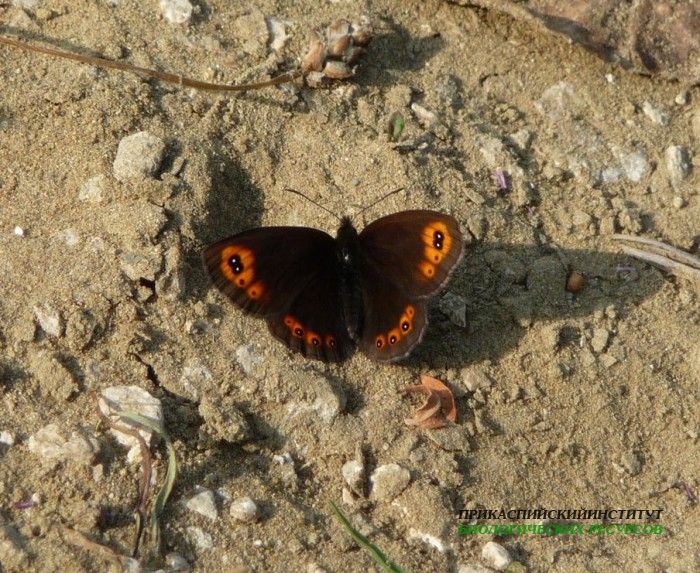 4.чернушка.хунзах.08.07.2011