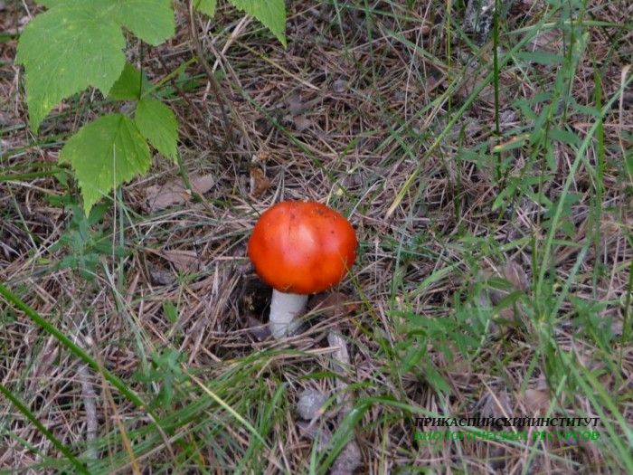 .сыроежка.тлярош.15.08.10