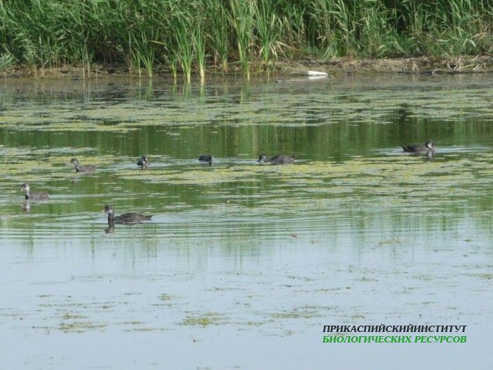 23.лысухиукафе17.07.09