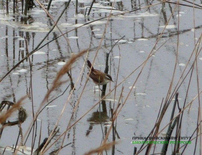 21.инд.камыш.турали.31.03.11