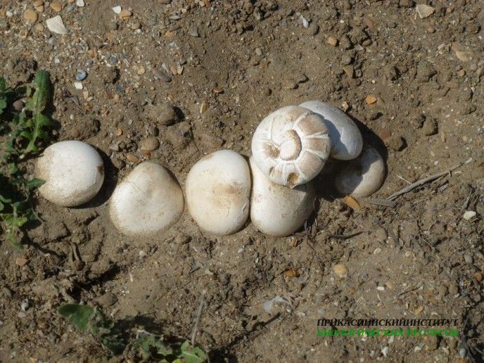 2.шампиньоны.турали.20.04.12