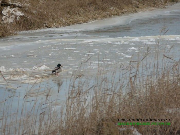 8.кряква.селезень.турали29.01.10