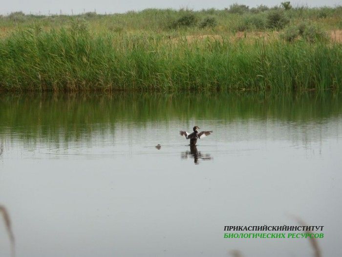 23.чомгасптенц.турали.25.06.10